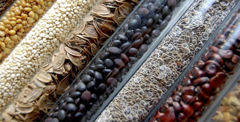 Cada semilla es una promesa de futuro.